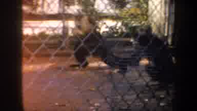 San Francisco California USA (1957): Caged Animals Get Very Stressed And Violent