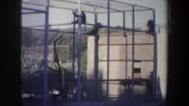 San Francisco California USA (1957): Home Movie Three Zoo Monkeys Housed Inside