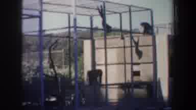 San Francisco California USA (1957): The Monkeys Are Playing And Jumping In The