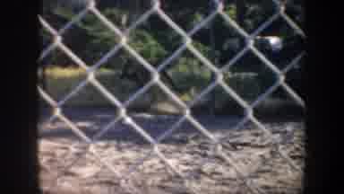 SAN FRANCISCO CALIFORNIA USA-1957: Animals Walk In A Zoo Enclosure