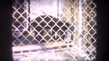 San Francisco California USA (1957): Jaguar Trapped And Caged With Screens And