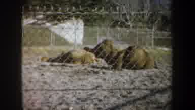 San Francisco California USA (1957): Camels Standing And Sitting Around In A Metal