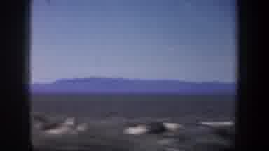Portland Oregon USA (1957): Passing View Of Cattle On Pastures On A Sunny Day