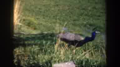 Portland Oregon USA (1957): Peacock Bird Roaming Through The Grass Freely Without