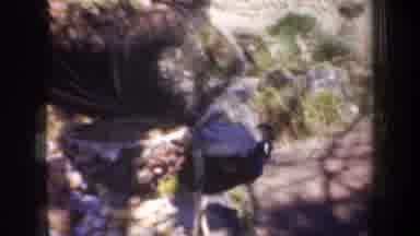 Portland Oregon USA (1957): The Beautiful Peacock Is Walking In The Garden Its
