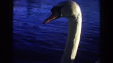 Portland Oregon USA (1957): White Swans Swimming In Blue Lake On A Sunny Day