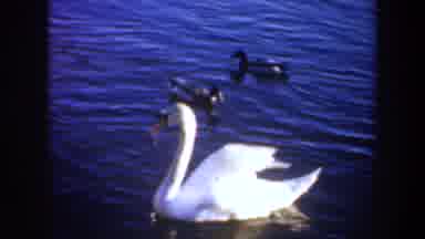 Portland Oregon USA (1957): Birds Swimming Together Pond Forest Road Snow Low