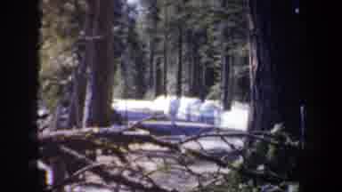 Portland Oregon USA (1957): Multiple Shots Of Different Scenery Depicting Forest