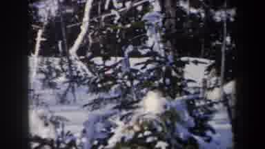 New York USA (1962): People Skiing In Sowed Mountain Peaks Through Big Trees In
