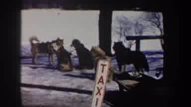 New York USA (1962): Sled Dogs Getting Ready For A Run On A Nice Cool Day