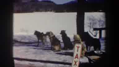 New York USA-1962: Sled Dogs Harnessed In Snow With Tax Sign