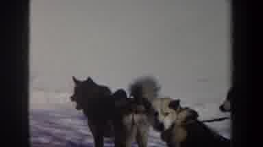New York USA (1962): Dog Team Pulling Sledge Across Snow Scene And Dogs Resting In