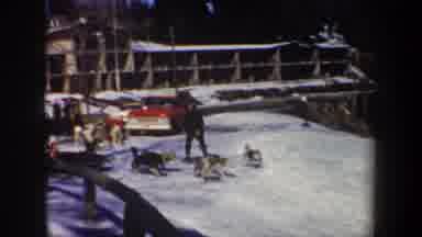 New York USA (1962): Dogs Running With Reindeer Around Snow