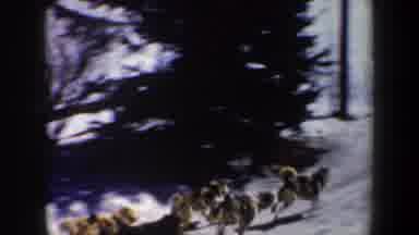 New York USA (1962): Someone Being Pulled On A Sled By A Group Of Dogs