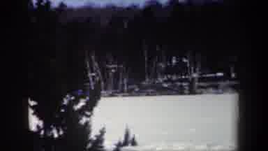 New York USA (1962): Forest With Many Beautiful Trees And Good For Taking Wood And