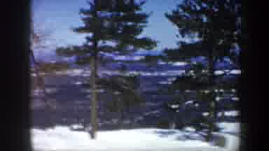 Vermont USA (1962): Trees With Branches And Some Are Branchless Covered By Snow