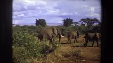 Angola (1969): The Elephant Walking In The Forest
