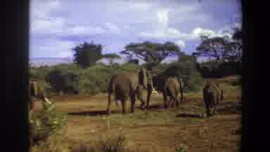Angola (1969): The Elephants Are Walking And Playing In The Nature Place