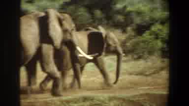 Angola (1969): Elephants Walking Together Throughout The Land As A Family
