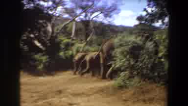 Angola (1969): Elephants And Calf Are Walking With In The Forest Surrounded
