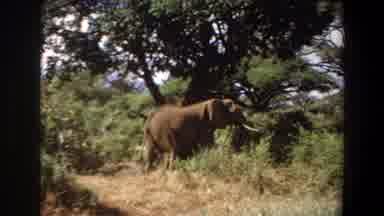 Angola (1969): Wild Elephant Roaming Free Through Green Foliage Surrounded By
