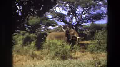 Angola (1969): A Elephant Was Roaming With Two Small Elephant And Searching The