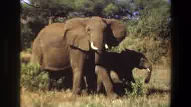 Angola (1969): Beautiful Family Of Elephants