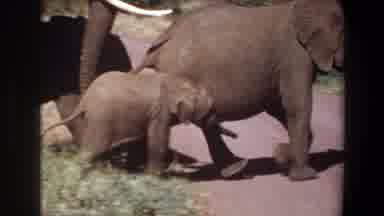 Angola (1969): Group Of Elephants Walk On The Forest