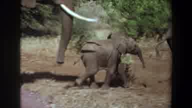 Angola (1969): Herd Of Elephants Walking Over Dry Grass And Roadway With Offspring