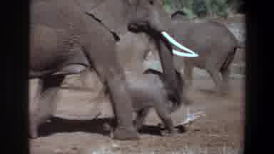 Angola (1969): African Elephants And Their Babies Wandering Through The Desert