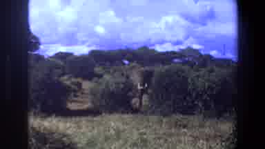 Angola (1969): Elephant Eating Outside Behind Trees Clear Sunny Blue Sky Morning