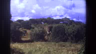 Angola (1969): Someone Shoot The Wild Life Animal By Using Camera