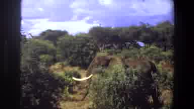 Angola (1969): Elephant,Wild,Trees,Hot,Safari,Big,Gray,Grey,Dry,Africa