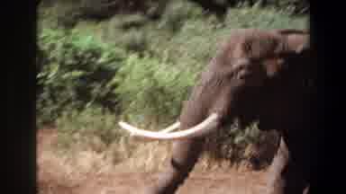 Angola (1969): Elephant Senior Citizen Prancing Through The Jungle Takes A Look At