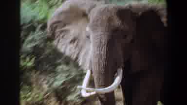 Angola (1969): The Elephants Are Walking And Playing In The Nature Place