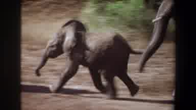 Angola (1969): A Baby Elephant Is Herded Along