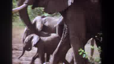 Angola (1969): The Elephants Are Walking And Playing In The Nature Place