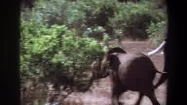 Angola (1969): Elephants Nature Group Union Defense Man