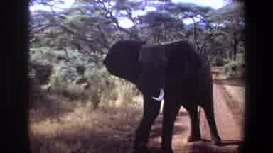 Angola (1969): Elephants Of The Wild