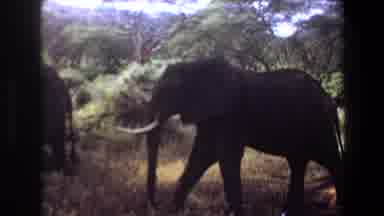 Angola (1969): Large Elephants With Tusks Walking In The Wild Outside In Nature