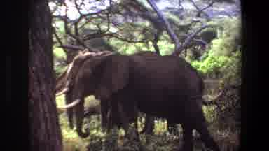 Angola (1969): Elephants Bathing In Dirt While Roaming Freely In The Wild