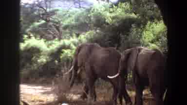 Angola (1969): Animal World In The Wild