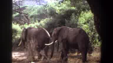 Angola (1969): The Elephants Are Walking And Playing In The Nature Place
