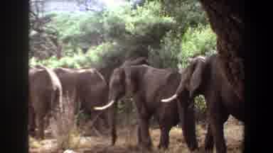 Angola (1969): Multiple Elephants Walk In A Line Through A Green Forest While