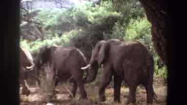 Angola (1969): A Giraffe And Some Elephants Wander Gracefully In Their Natural