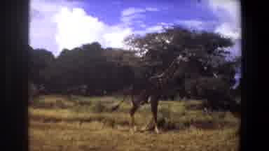 Angola (1969): Video Of A Beach In Summer