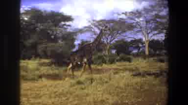 Angola (1969): The Giraffe Is Finding Food At The ForestOne Of The Largest Animal
