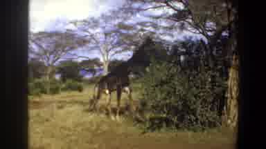 Angola (1969): In The Forest The Giraffe And Elephant Are Searching Food