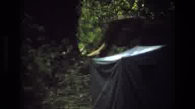 ANGOLA-1969: Elephant With Tusks Approaches Tent In Jungle Forest