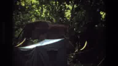 Angola (1969): Two Elephants With Tusks Seen Walking In The Trees And Recorded